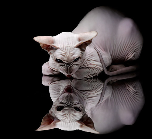 开云体育网页版入口-_星光大道：明星运动员助阵高端私人赛_，星光大道中国明星