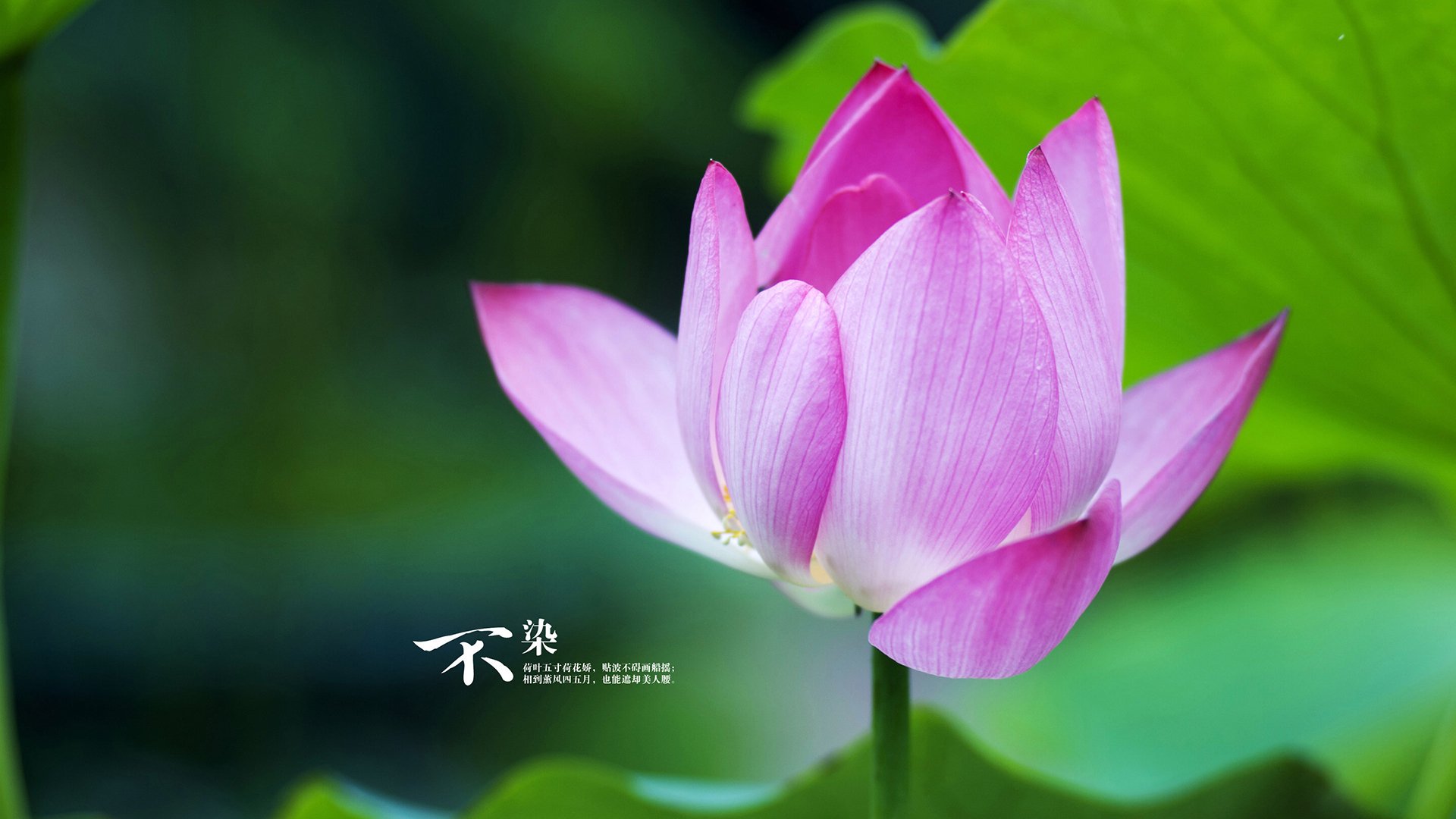 开云平台-_青少年极限滑板：挑战自我，青春无限_，极限青春滑板动作名称