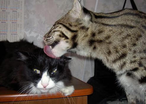 开云·体育全站登录地址-“青春不散场”青少年篮球公益演唱会在重庆火热举行，为运动注入文艺元素