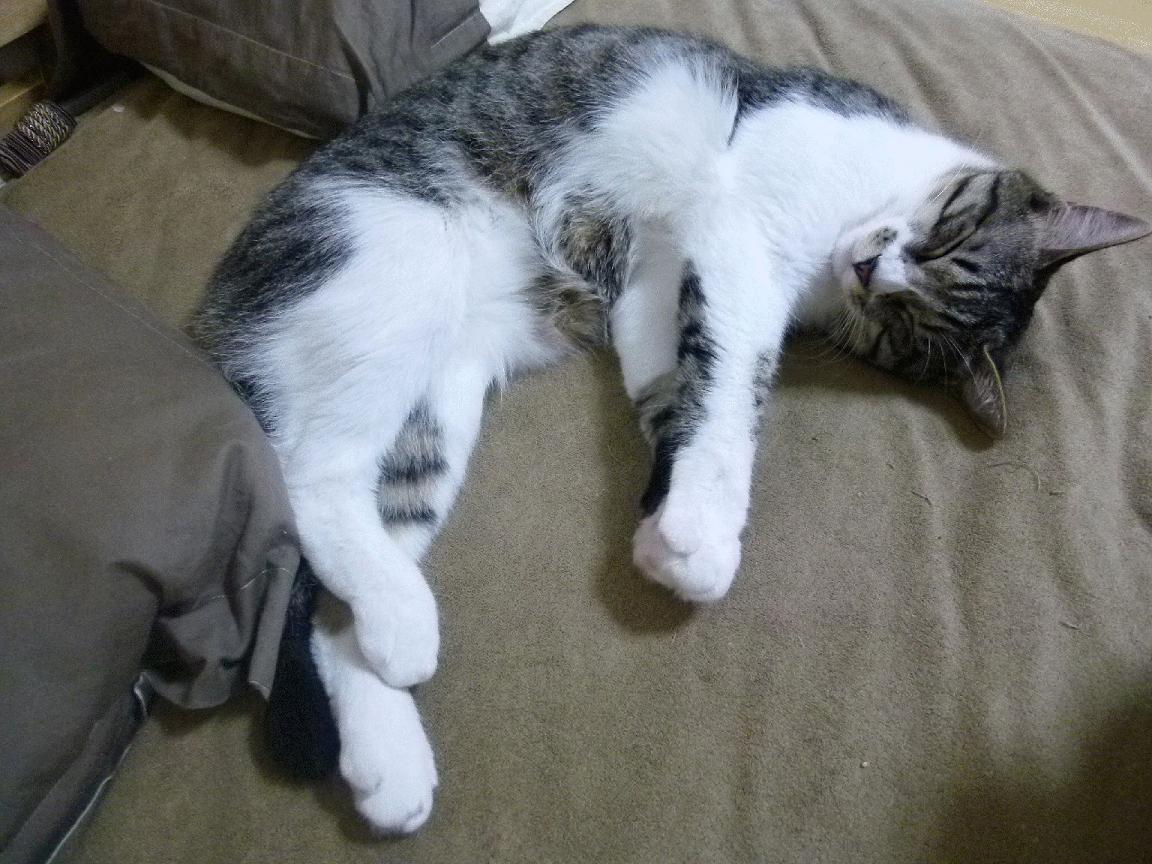 kaiyun 开云体育-《王者荣耀秋季总决赛，黑马战队引爆全场》，王者秋季赛总决赛2020