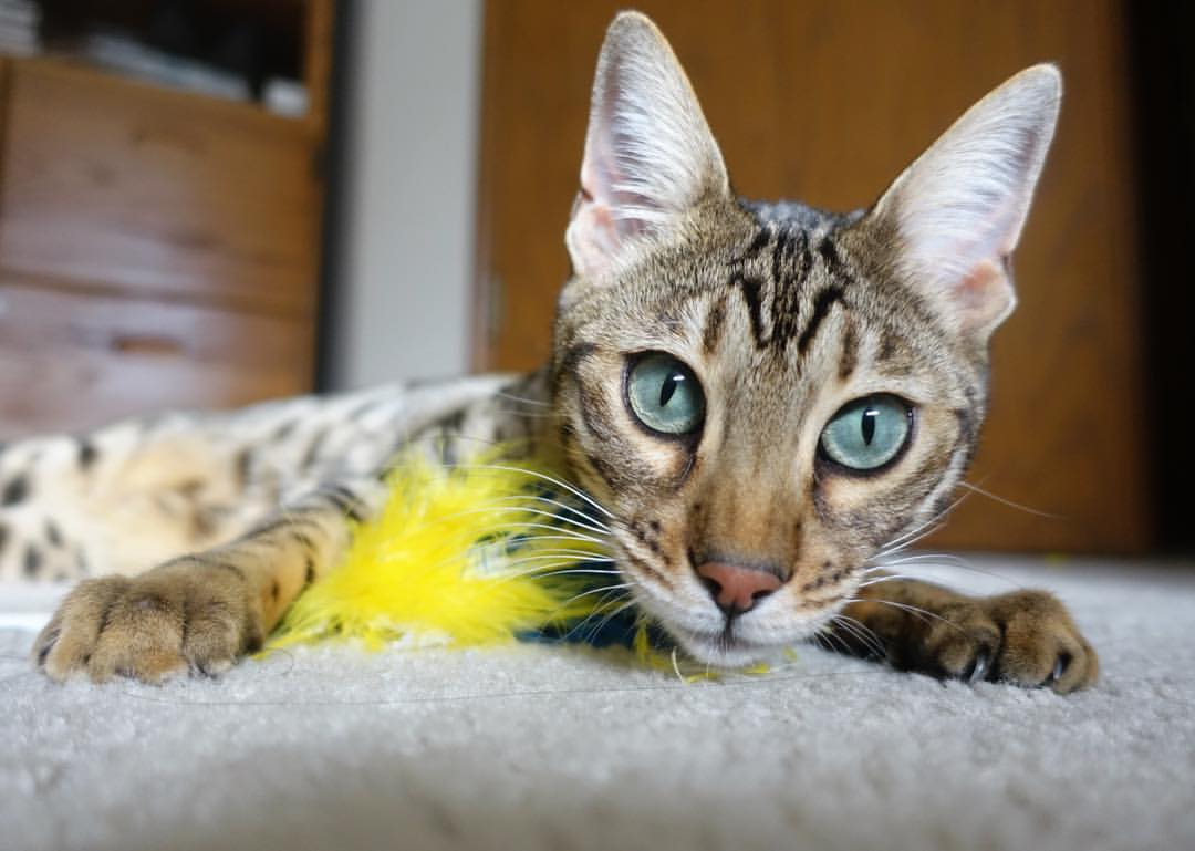 开云体育官方网入口-今年联盟三分球命中率最高的球队，你知道是哪队？，史上三分球命中率最高