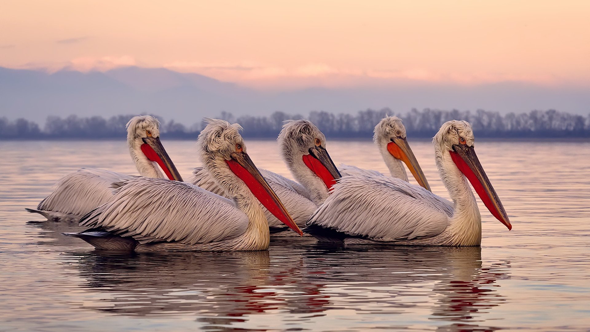 开云官方网页登录-电竞赛事直播带货新潮流，产业链延伸无限可能，电竞平台直播