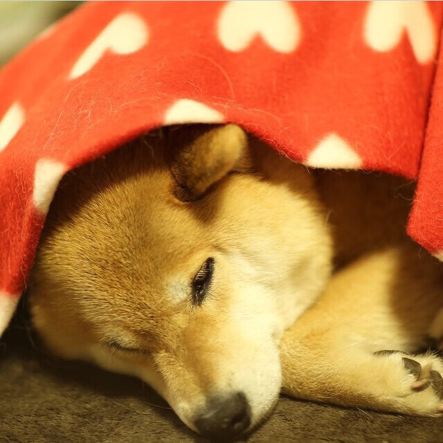 开云APP-女篮亚洲杯中国队大胜日本，女篮亚洲杯中国对日本比赛时间