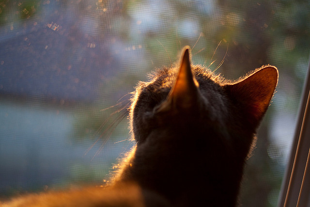 Kaiyun APP-富勒姆边路突破犀利，白百合进攻威胁剧增，富勒姆老板是哪里人