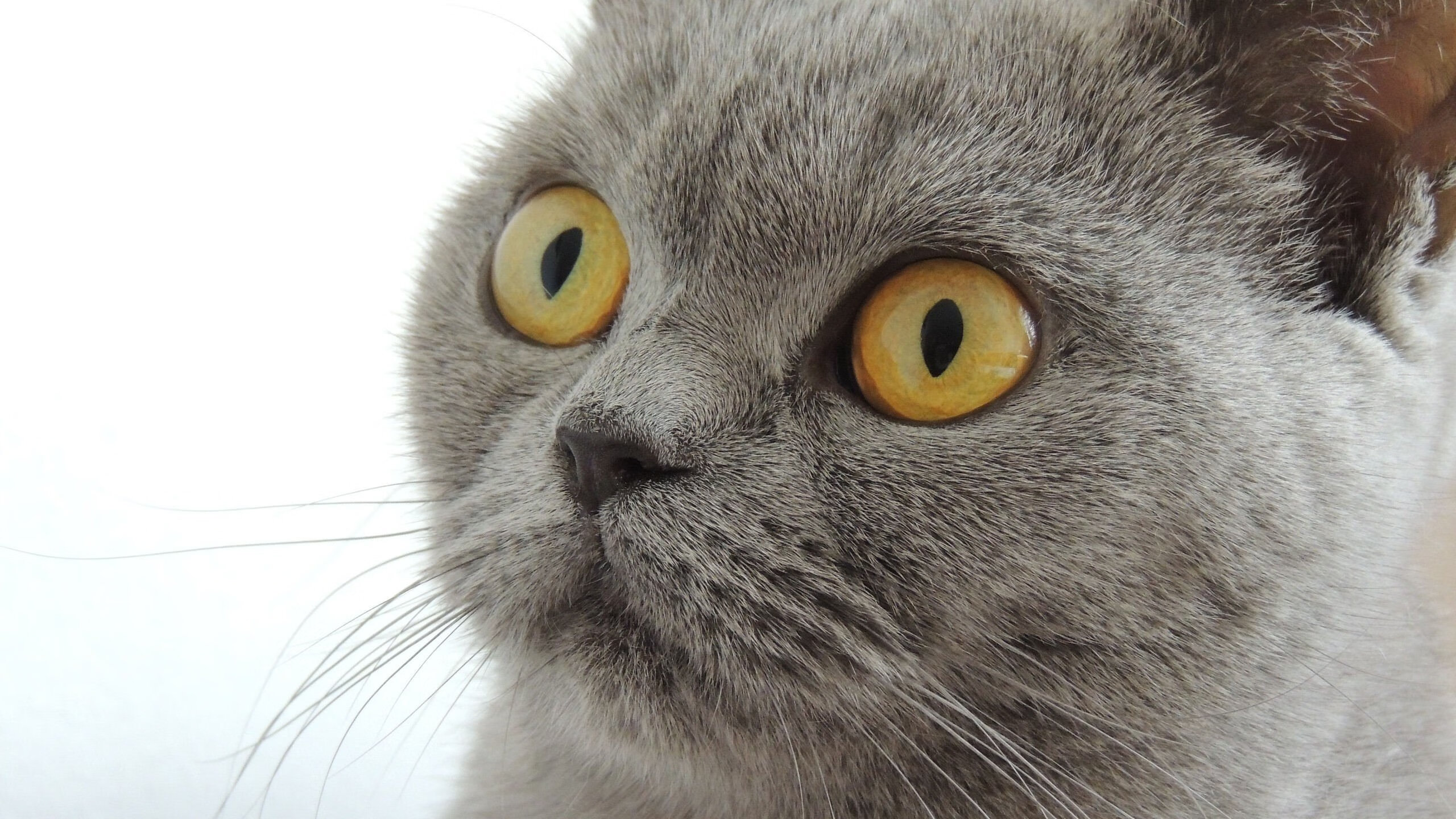 kaiyun-德甲是否应加强对中资球队的监督，德甲增加球队