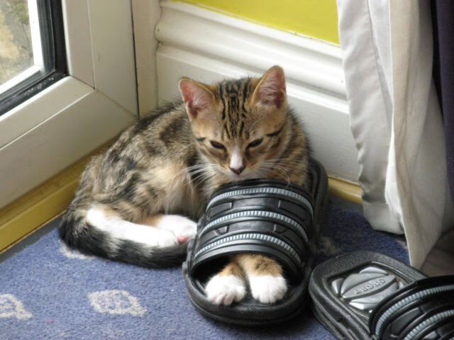 kaiyun 开云体育-掘金翻盘湖人，抢七大战中约基奇篮下统治全场，掘金中锋约基奇厉害吗