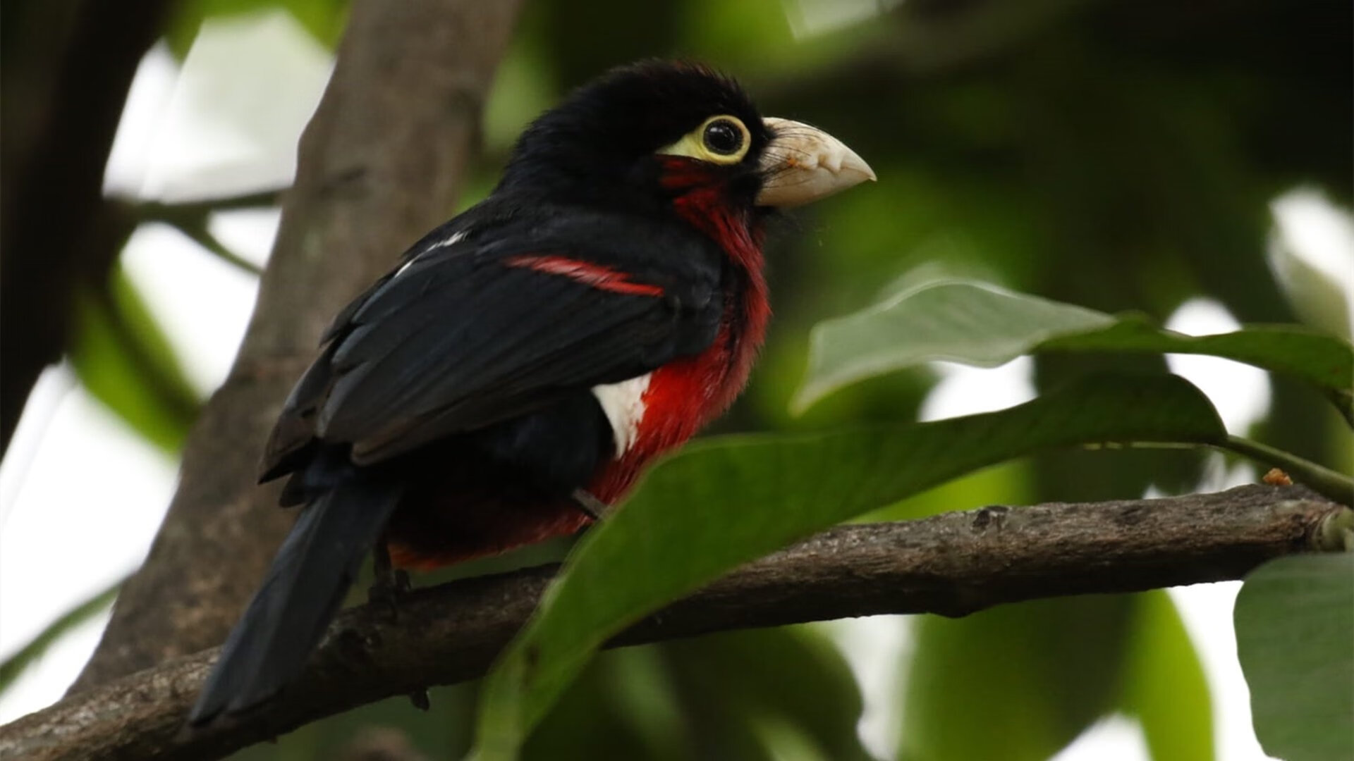 kaiyun体育app-球队是否应建立退役球员顾问机制，球队退役队员词