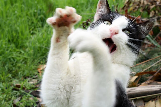 kaiyun登录入口-电竞战队跨领域资源整合与商业变现模式创新，电竞行业的团队