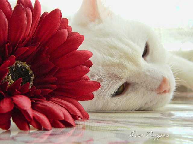 kaiyun开云·官方网站-自由泳短程吉尔吉斯斯坦突破自我，自由泳吉尼斯世界纪录